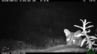 Gineta (Genetta genetta) - foto de armadilhagem fotográfica