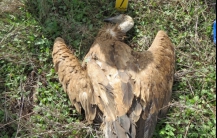 Formação  sobre o uso ilegal de veneno na Natureza em Castro Verde