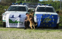 GNR treina cães para deteção de veneno 