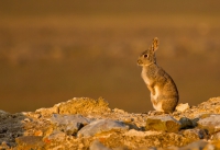 Coelho-bravo (Oryctolagus cuniculus) (Foto: Iván Vázquéz)