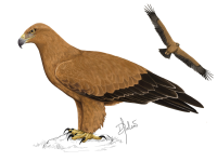 Ilustração águia-imperial juvenil (Autora: Davina Falcão)