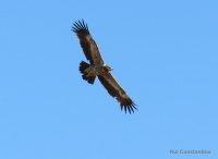 Águia-das-estepes (Aquila nipalensis) (Foto: Rui Constantino)