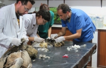 Recuperação de Grandes Águias