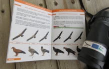 Guia de Identificação Aves de rapina de Portugal